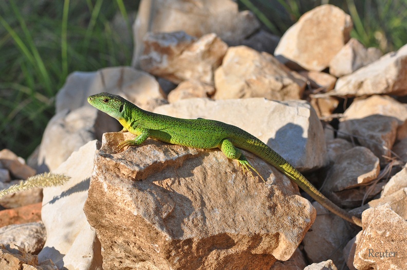 Östliche Smaragdeidechse (Lacerta viridis)